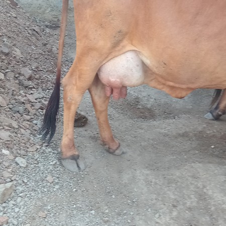 ગાય વેચવાની છે દેશી