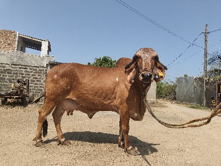 ગીર ગાય ઓરિજનલ