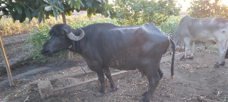 બીજા વેતર ની ભેંસ વેચવાની છે