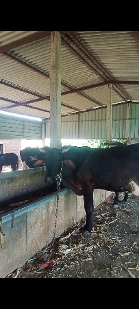 ગીર ક્રોસ ગાય