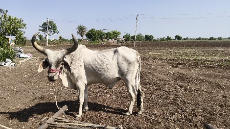 ગોઢલો વેસવાનો છે