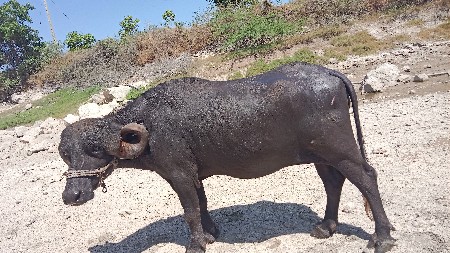 ભેંસ વેચવાની છે