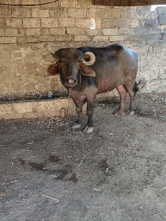 thàdeli 7 gaban