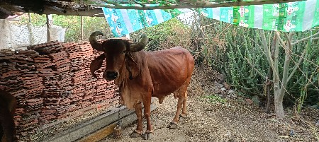 આ ગાય વેચવાની છે