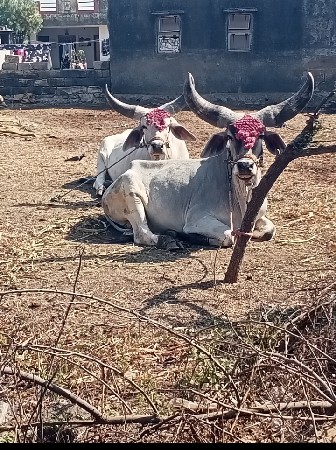 ગોઢલા વેચવાના છે