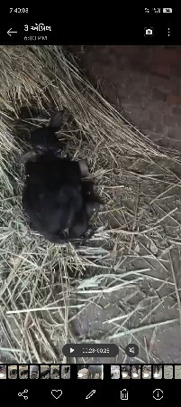 આ ભેંસ વેચવાની છે 15.દિવસ ની