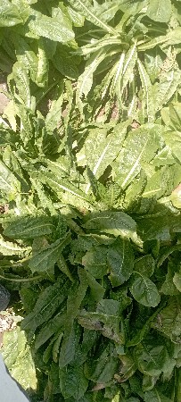 ચીકોરીના પાનવેચવાનાછે