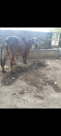 ગીર ગાય વેસવાની સે