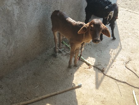 ગીર કોલો છોડ કે વેચવાની