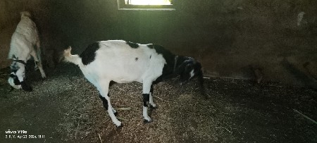 રાજસ્થાની બકરી વહેચવાની છે