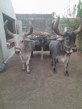 बरध चोथीधरना