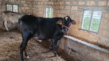 1 વેતર માં સે