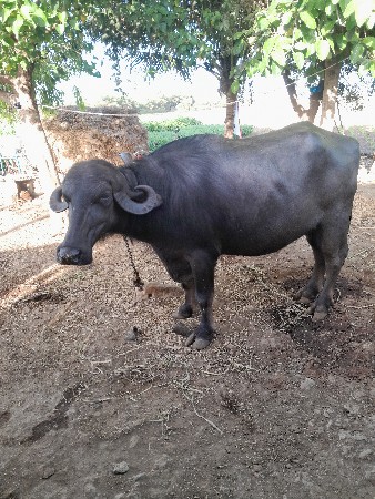 ખળેલુ વેચવા નુ છે