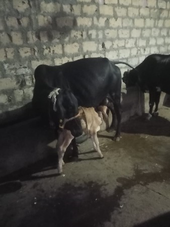 બે ગાયો વેચવાની છે