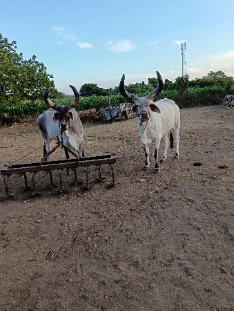 બેસવાના છે