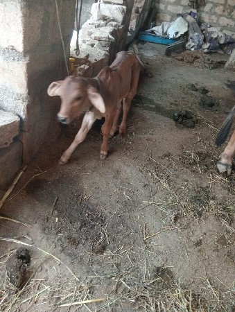 થંબનેલ 3