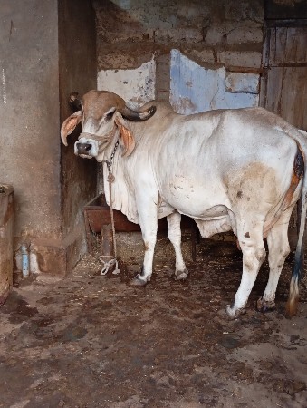 ગાય વેચવા ની શે