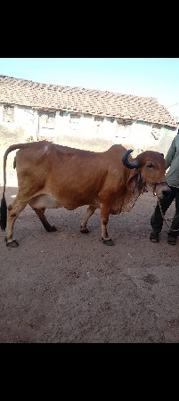 ગીર ગાય