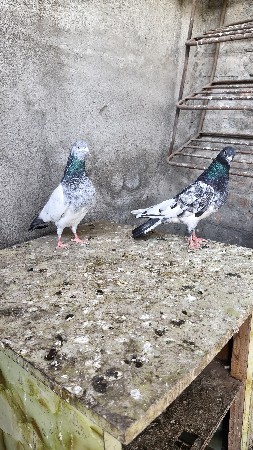 थंबनेल 2