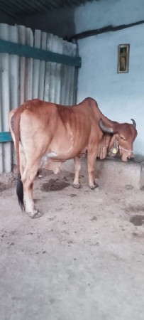 ગાય,વેસવાનીસે,