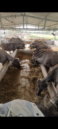 24 ખડૅલા નૅ પાડી વૅચવા ની છૅ