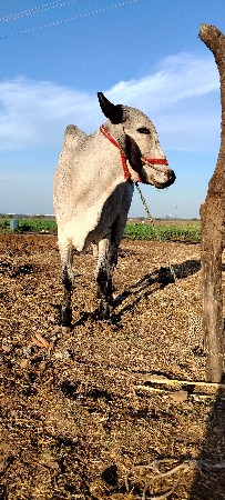 थंबनेल 3