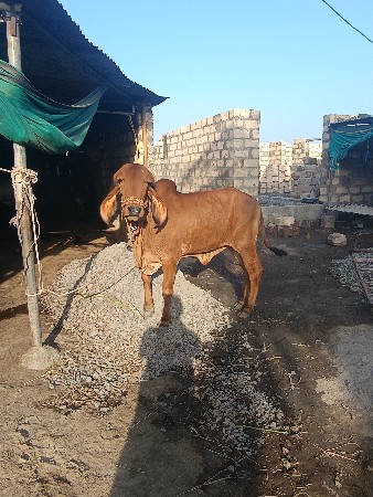 યોરીજલ ગીર હોરકિ વેચવાની સે