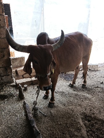 દસ દિવસની કાશી