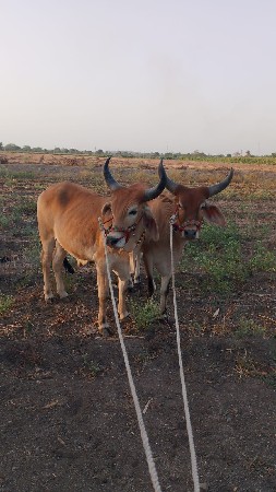 थंबनेल 3