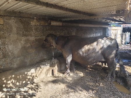 ભેસ વેચવાની છે