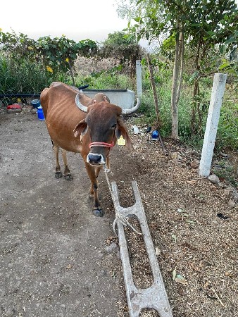 ગાય વેચવાનીછે