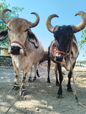બળદ વેચવાના છે