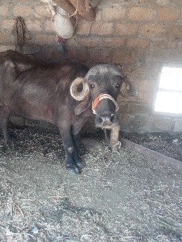 જાફરાબાદિ ખડેલી વેચવાની છે