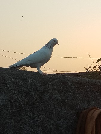 કબૂતર વેચાવાના છે