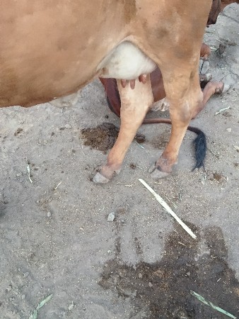 ગાય વેચવાની છે