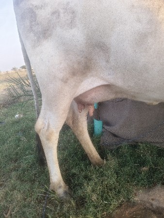 ગાય વેચવાની છે ઈમરજન્સી