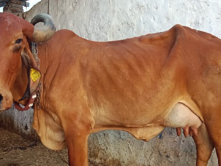 વેતર ઉપર સે