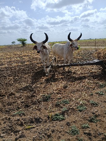 ઘોધલા  વેસવાનાસે