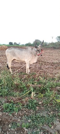 थंबनेल 2