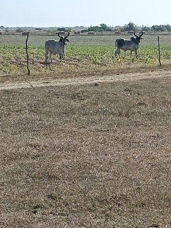 ઘોઢલાવેશવાનાછેશોજા