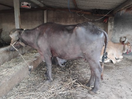 વેસવાનીછે