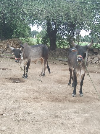 ફુલ જવાબદારી