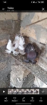 કબુતર વેચવાના છે