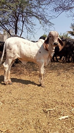 gay vasdi vesvani se