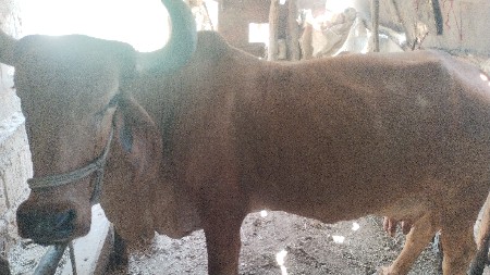 થંબનેલ 2