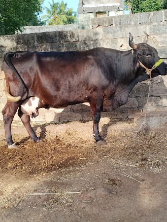 थंबनेल 2