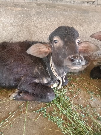 ફોન નંબર 9913618311 જીવાભાઈ