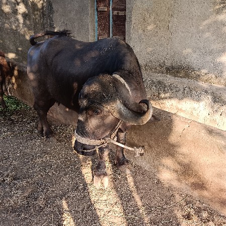 ભેંસ વેચવાની છે