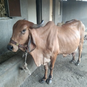 थंबनेल 2