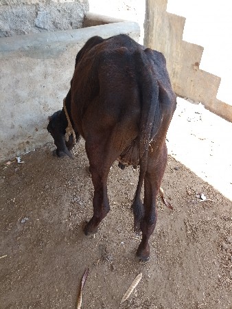 વાછડી વેચવાની